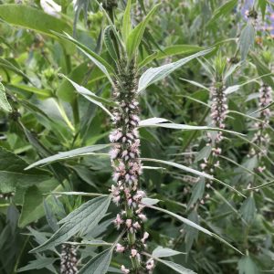 Motherwort, herb for heart strength