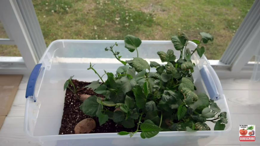 Grow Your Own Sweet Potatoes